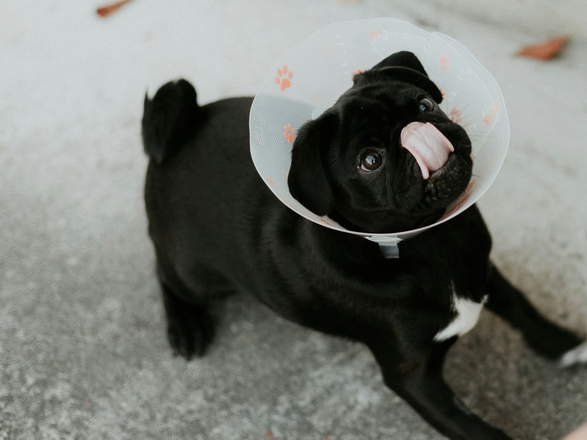 a black puppy standing on a floor
