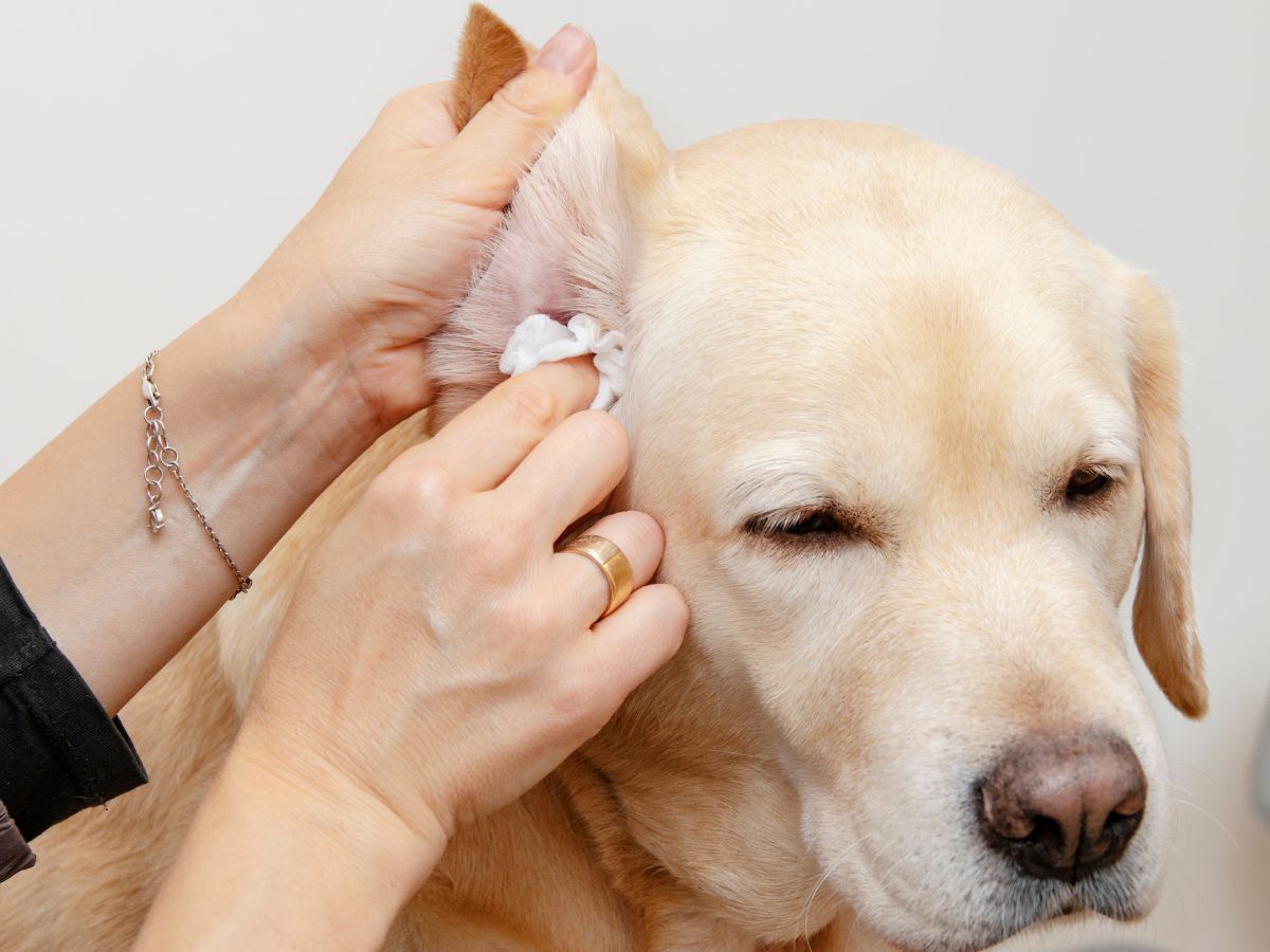 A person gently cleaning a Labrador’s ear with a tissue or cotton pad