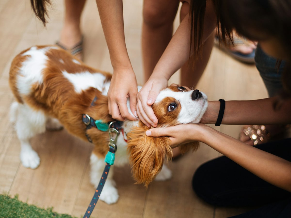A brown and white puppy receiving affectionate attention from a group of people