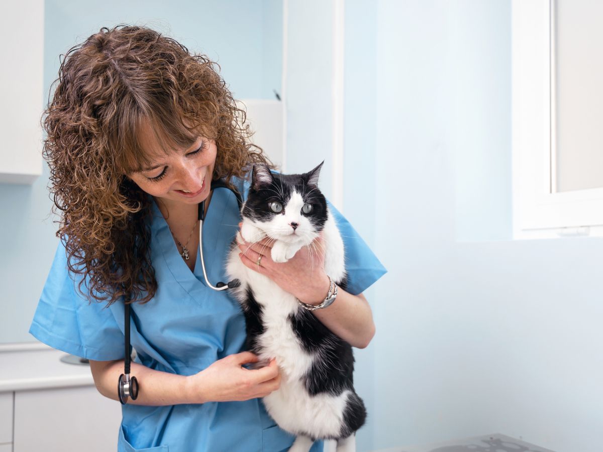 a veterinarian in blue scrubs holding a black and white cat