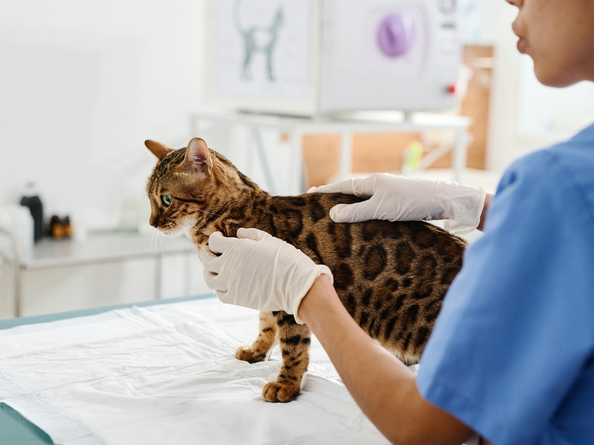 A brown cat undergoing veterinary care