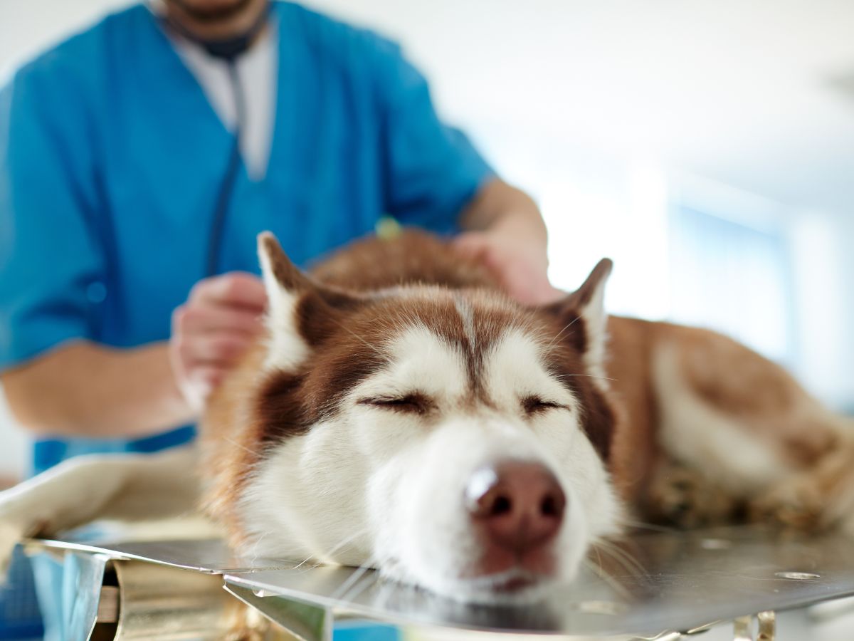 A vet examining a husky dog on a table
