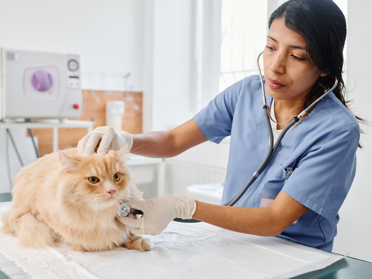 a brown cat sitting on a table in a health exam room