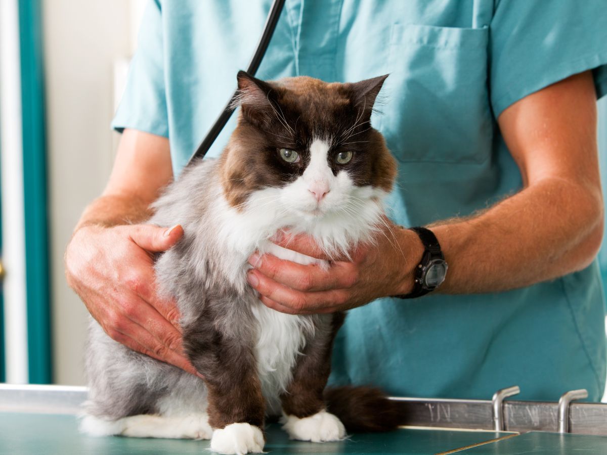 a vet examining a cat with a stethoscope