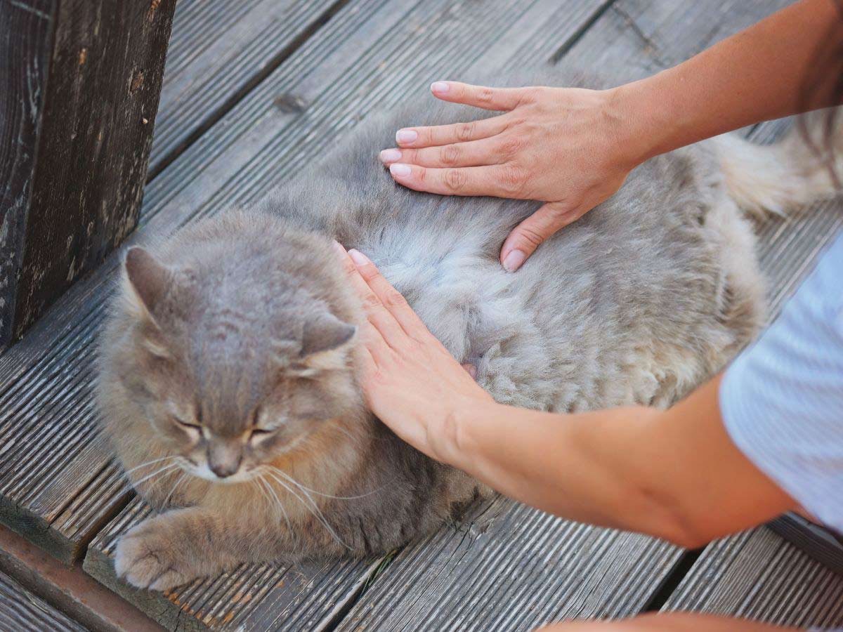 A person petting a cat on a wooden deck