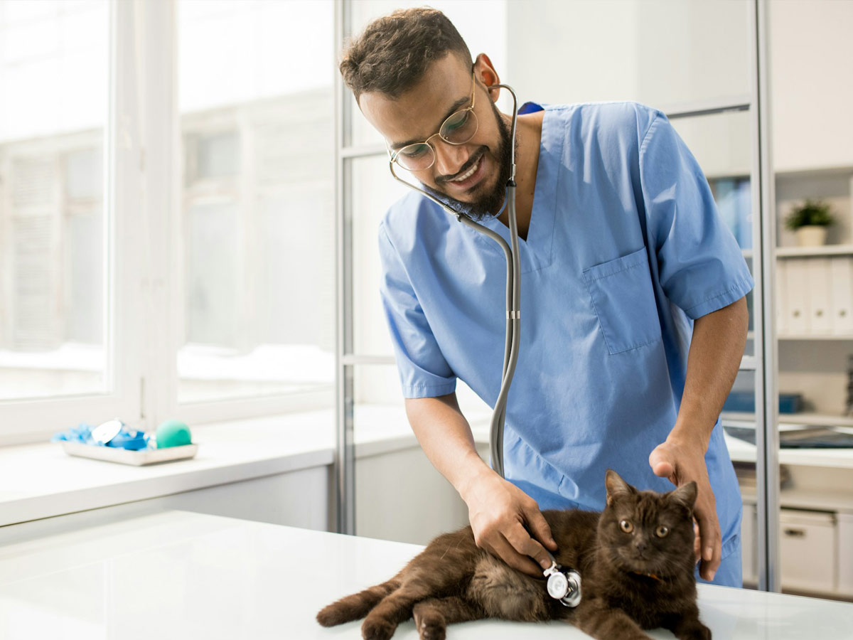 A veterinarian in blue scrubs using a stethoscope to examine a dark brown cat
