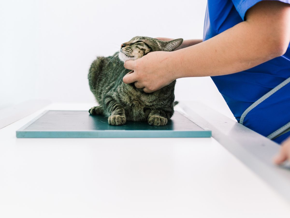 A cat lying calmly on an X-ray table while a veterinarian in blue scrubs gently holds and comforts it during a veterinary exam