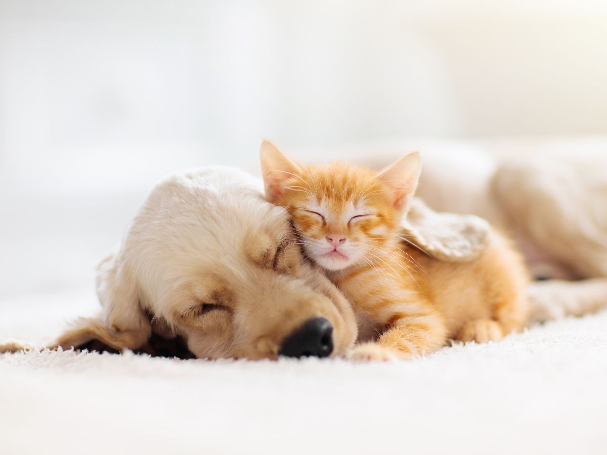 a dog and cat sleeping together on the floor