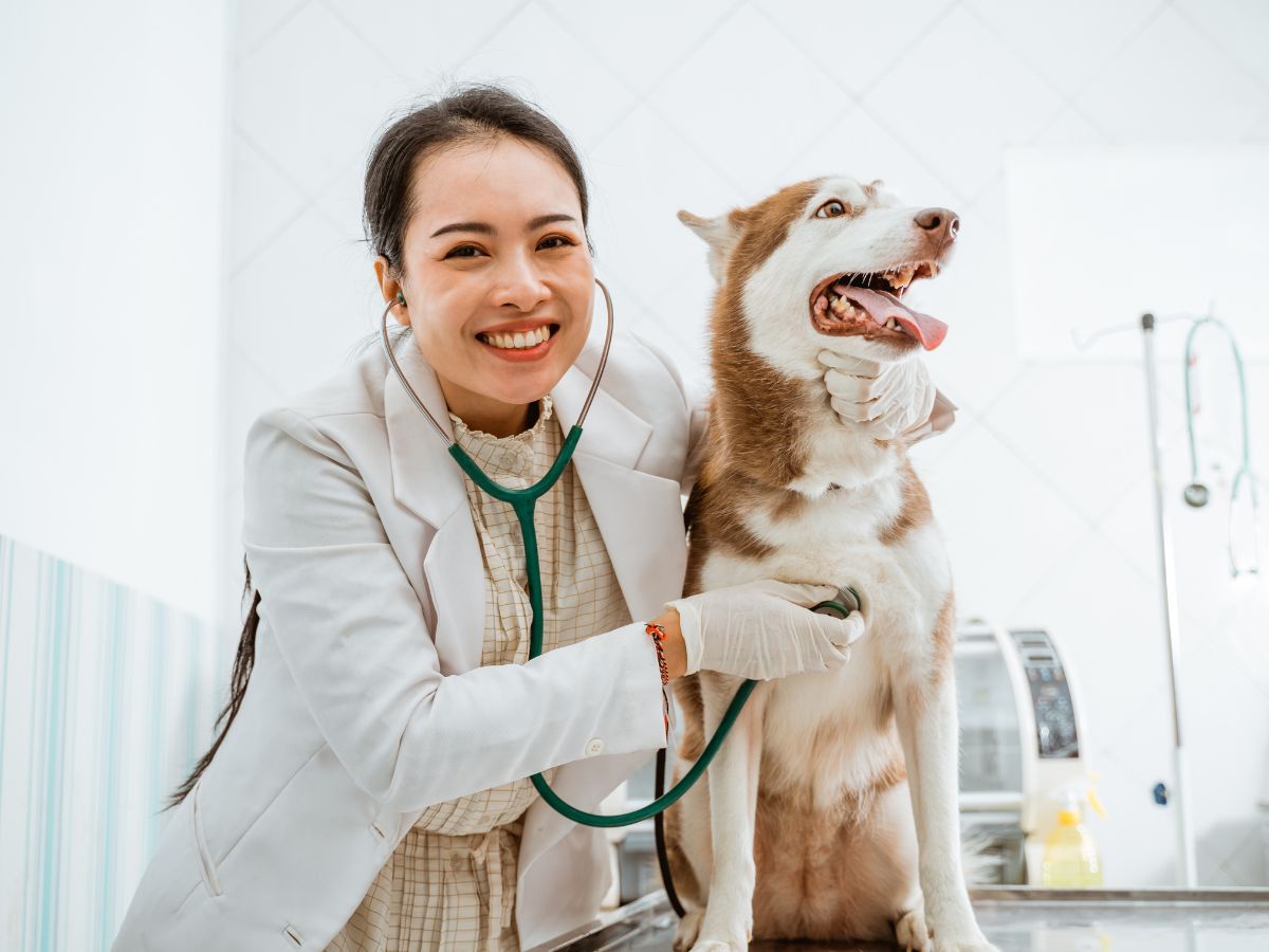 A smiling veterinarian using a stethoscope to check the heartbeat of a happy Siberian Husky on an examination table