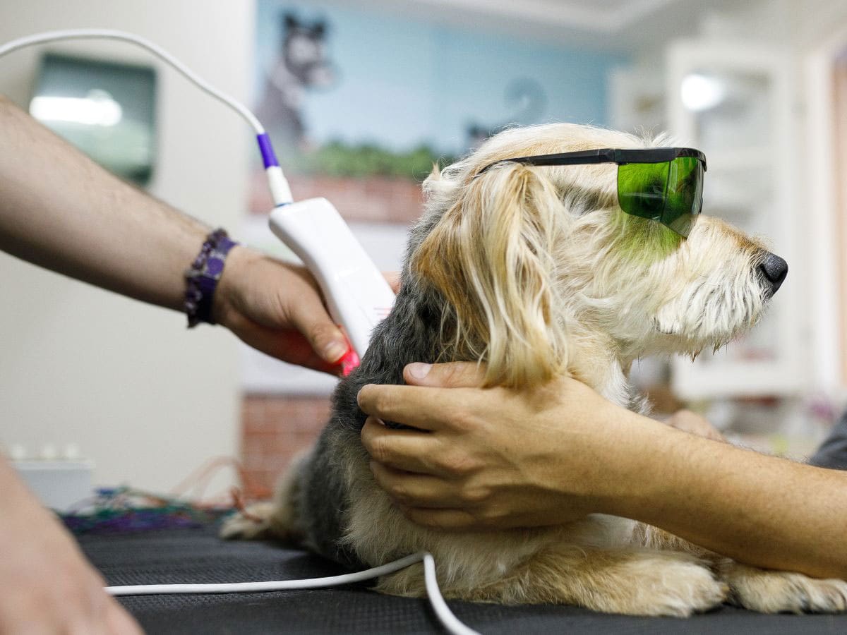A dog wearing protective green goggles receiving laser therapy on its back from a veterinarian