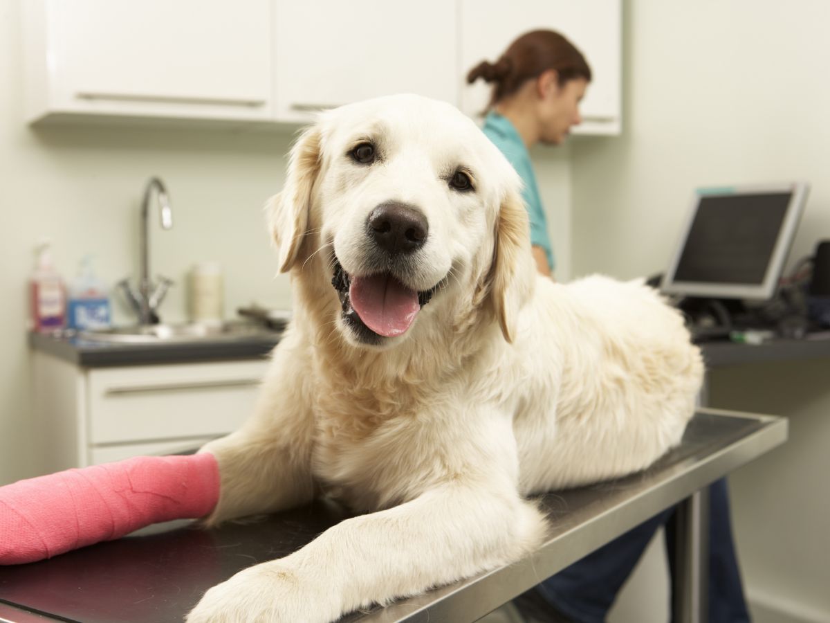 a white colour dog sitting on a surgery table