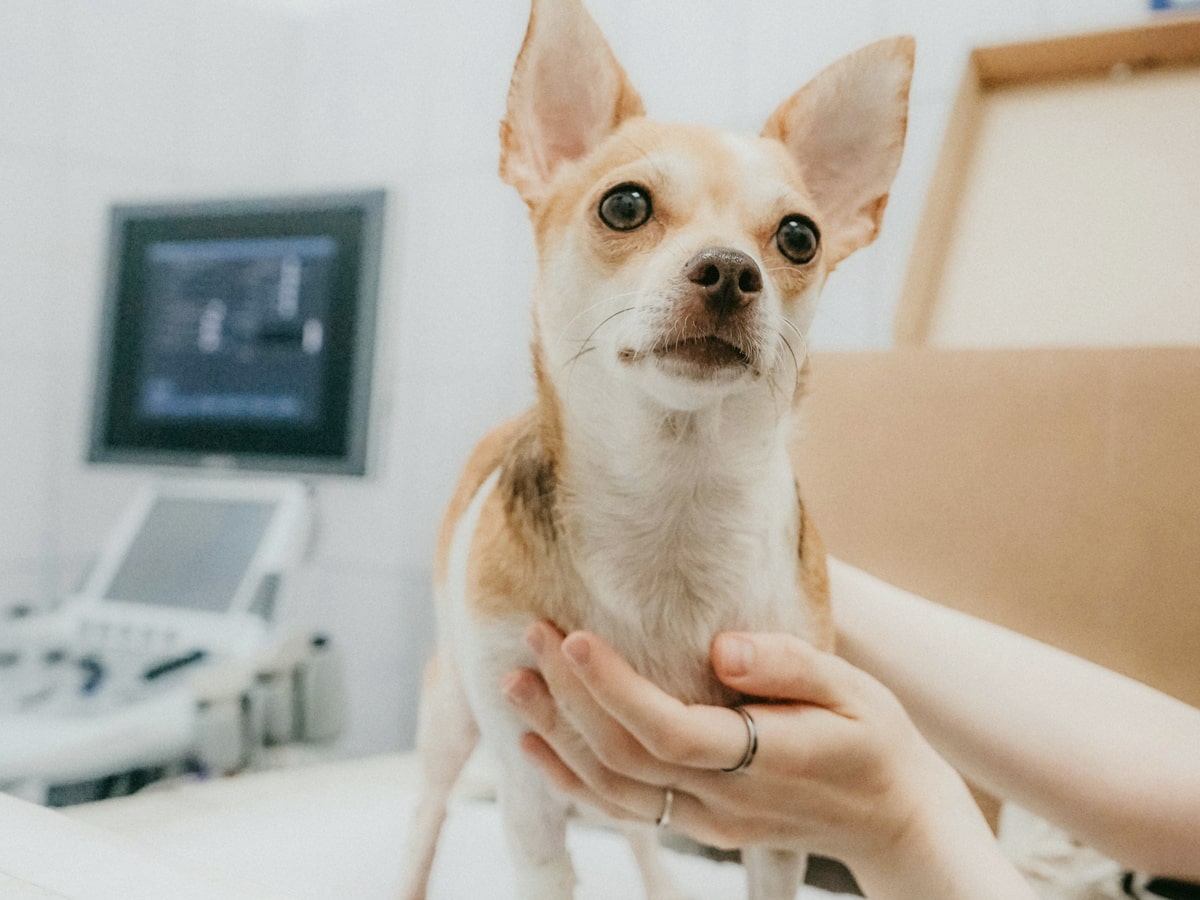 A brown pet being treated by a veterinarian