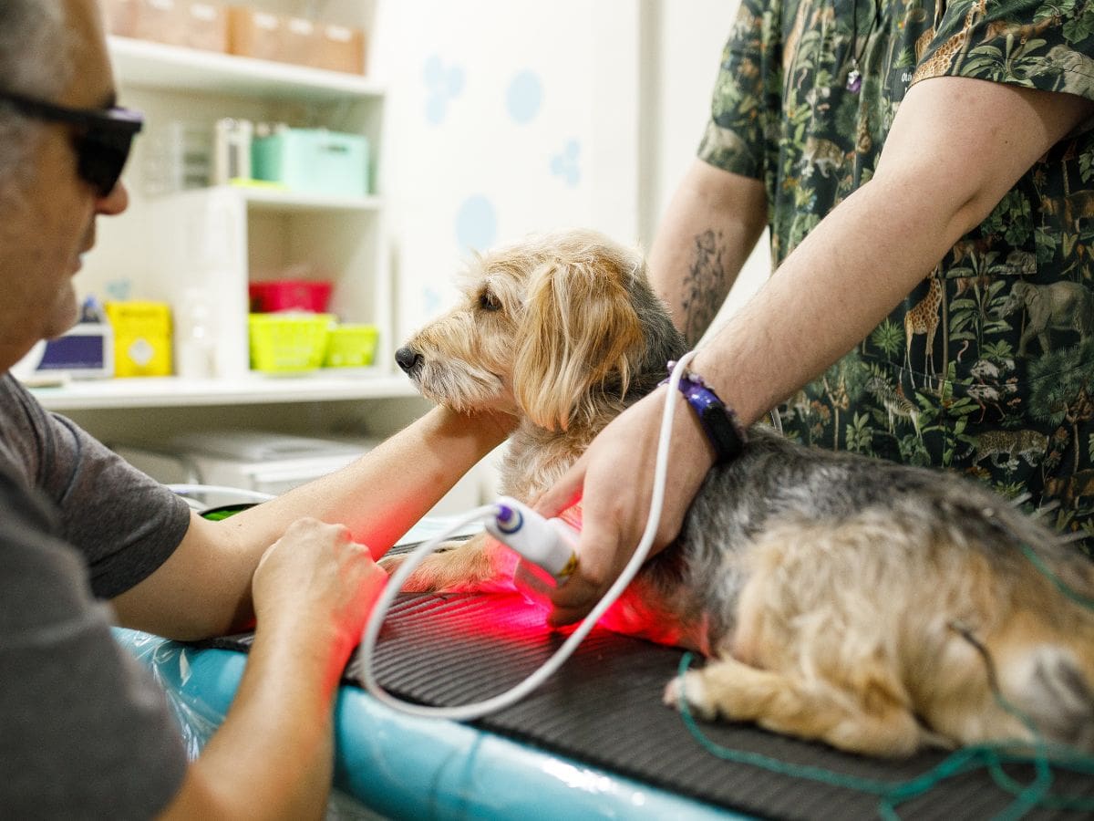 A small dog lying on a treatment table while receiving red light laser therapy from a veterinarian