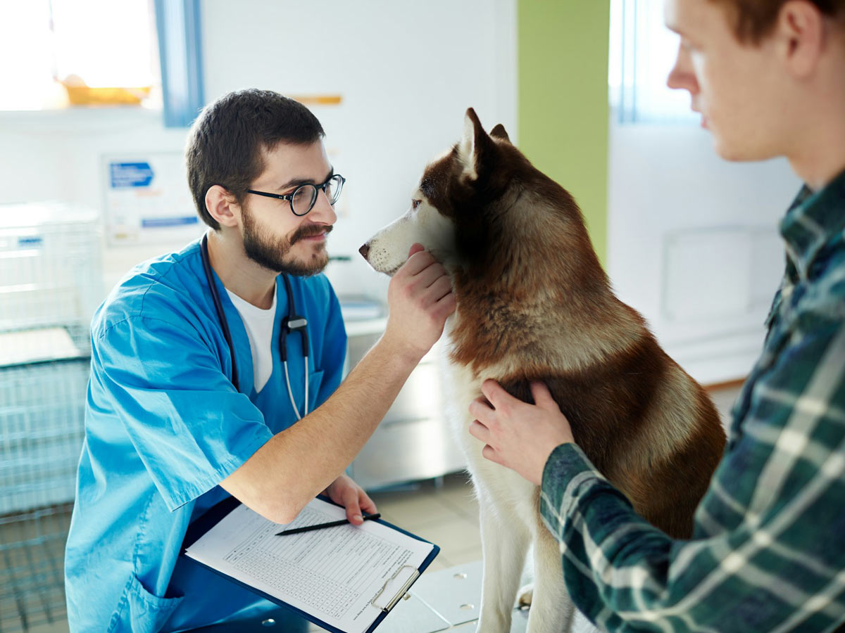 A veterinarian examining a brown and white dog