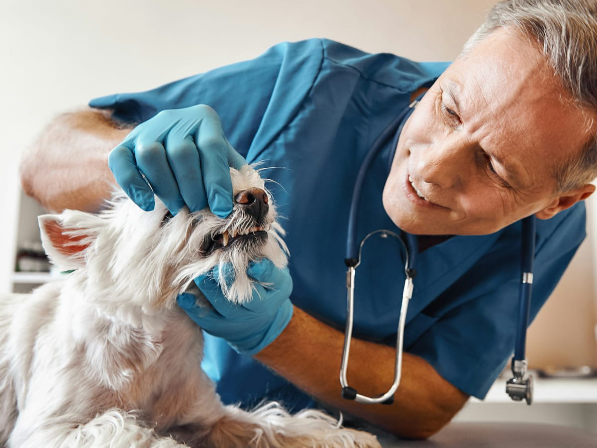 A doctor performing a dental examination on a pet