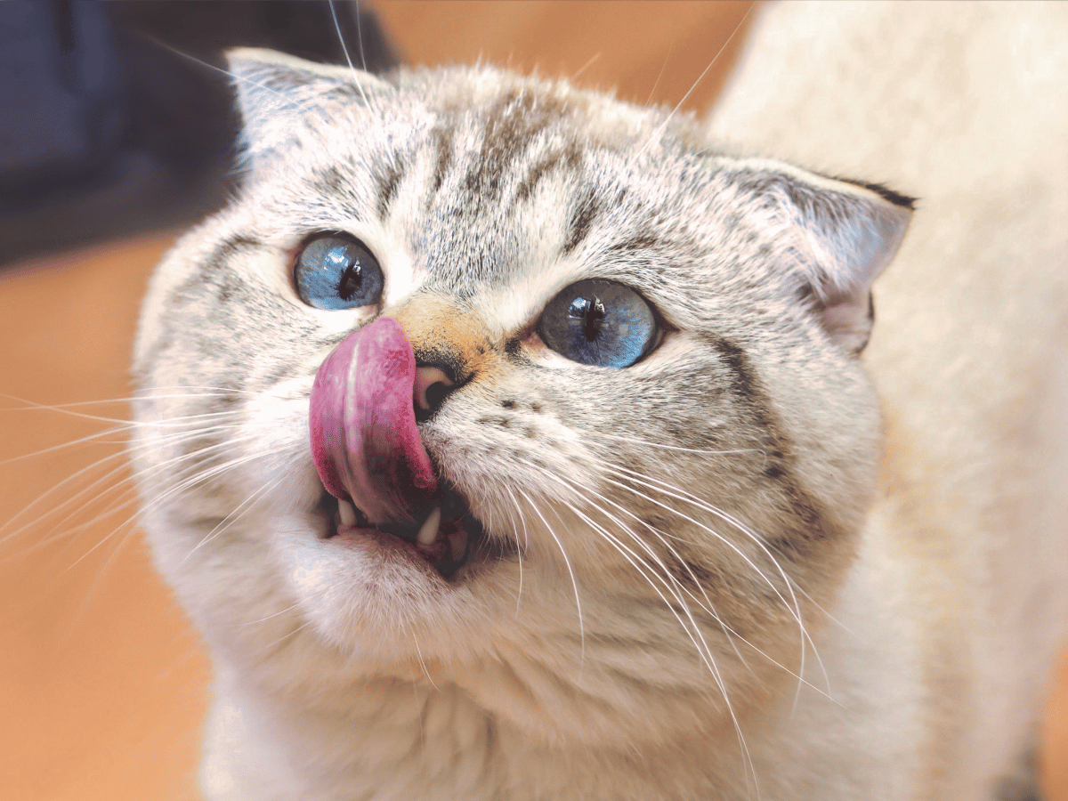 A smiling veterinarian in teal scrubs and blue gloves examines a gray tabby cat's teeth